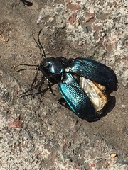 Calosoma granatense