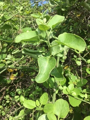 Cryptocarpus