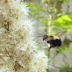 Bombus bimaculatus