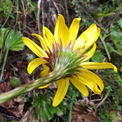 Dorobaea