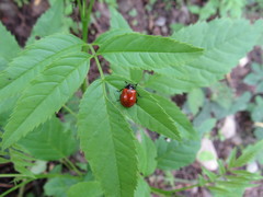 Plagiodera erythroptera