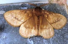 Phyllalia thunbergii