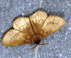 Phyllalia thunbergii