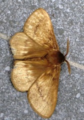 Phyllalia thunbergii