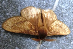 Phyllalia thunbergii