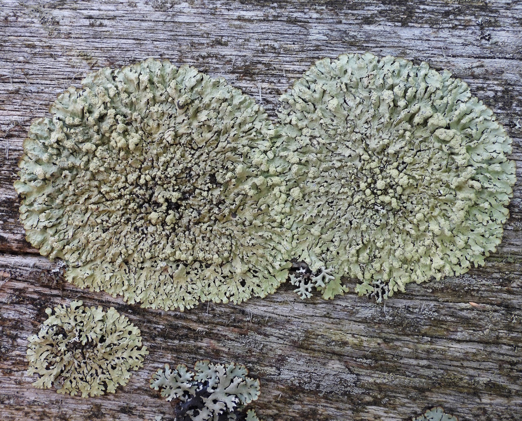 Green Starburst Lichen From Raasepori Suomi On August At Pm By Vesa Oikonen