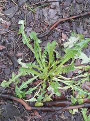 Taraxacum officinale