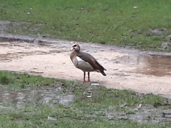 Alopochen aegyptiaca