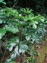 Cussonia sphaerocephala