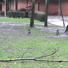 Corvus corone