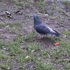 Columba livia domestica