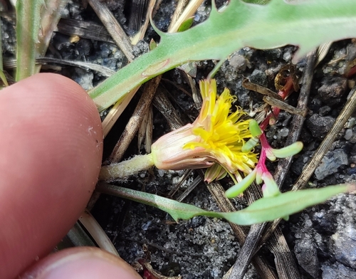 Image of Taraxacum besarabicum by (c) Yurii Basov, some rights reserved (CC BY)
