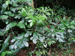 Cussonia sphaerocephala