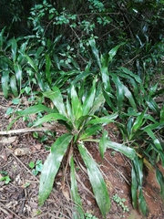 Dracaena aletriformis