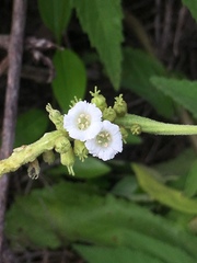 Varronia leucophlyctis