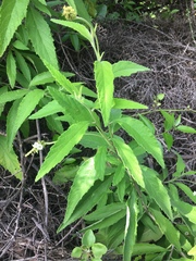 Varronia leucophlyctis