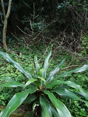 Dracaena aletriformis