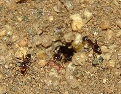 Dorymyrmex insanus