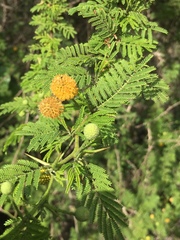 Vachellia rorudiana