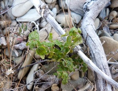 Parietaria debilis
