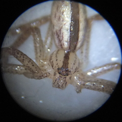 Micrommata