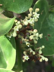 Cryptocarpus