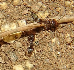 Dorymyrmex insanus
