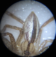 Micrommata