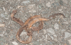 Calamaria pavimentata