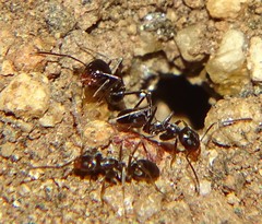 Dorymyrmex insanus
