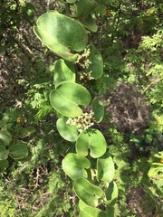 Cryptocarpus