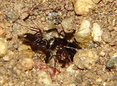 Dorymyrmex insanus