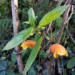 Columnea strigosa