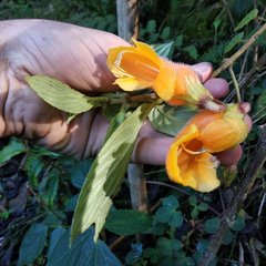 Columnea strigosa