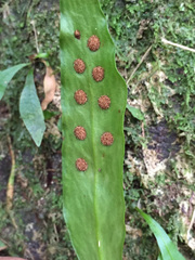 Loxogramme dictyopteris