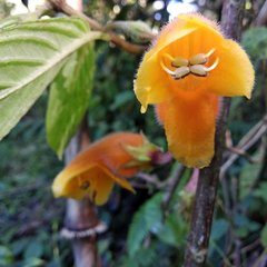 Columnea strigosa