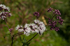 Eupatorium amabile