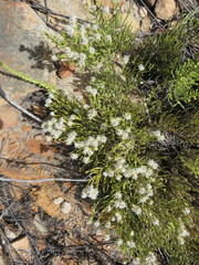 Dolichothrix ericoides