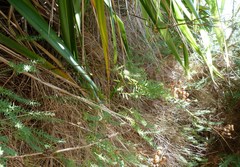 Linum monogynum monogynum