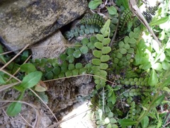 Blechnum blechnoides