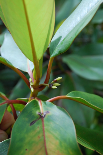 Timonius ledermannii