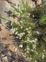 Dolichothrix ericoides