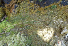 Poa anceps