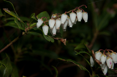 Pieris japonica taiwanensis