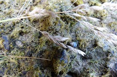 Poa anceps
