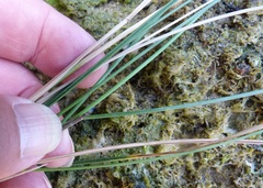 Poa anceps