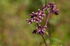 Eupatorium amabile