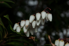 Pieris japonica taiwanensis