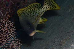 Plectorhinchus gaterinus