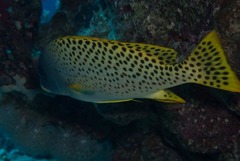 Plectorhinchus gaterinus